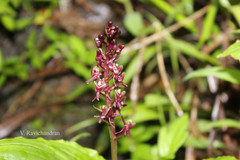 Liparis atropurpurea